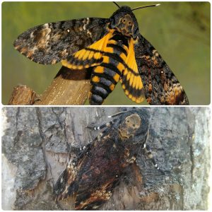 Живий тропічний метелик Acherontia atropos