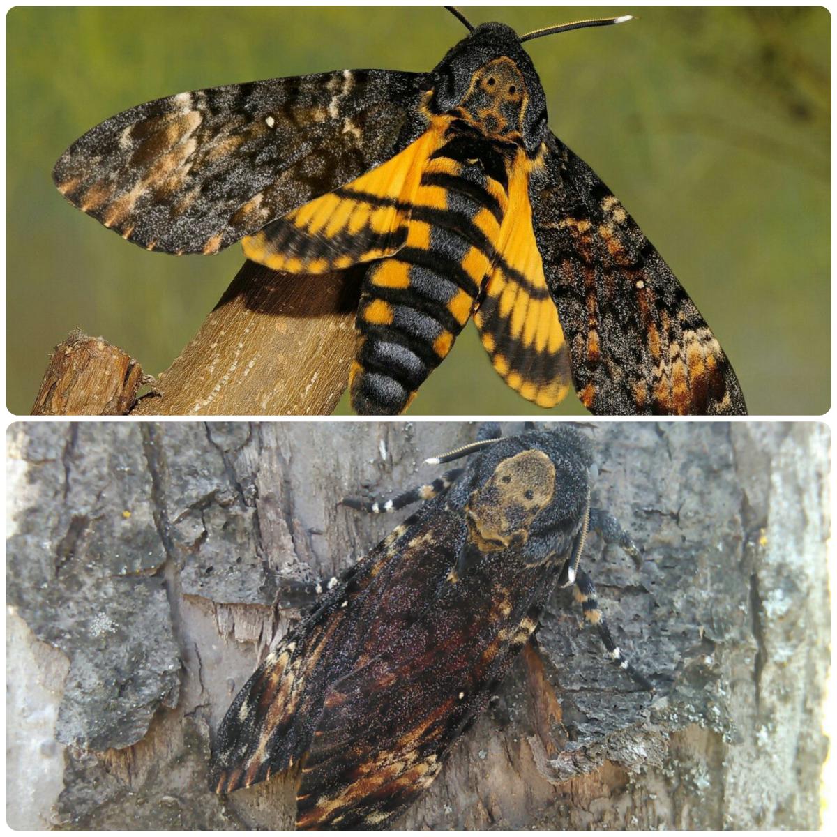Живий тропічний метелик Acherontia atropos