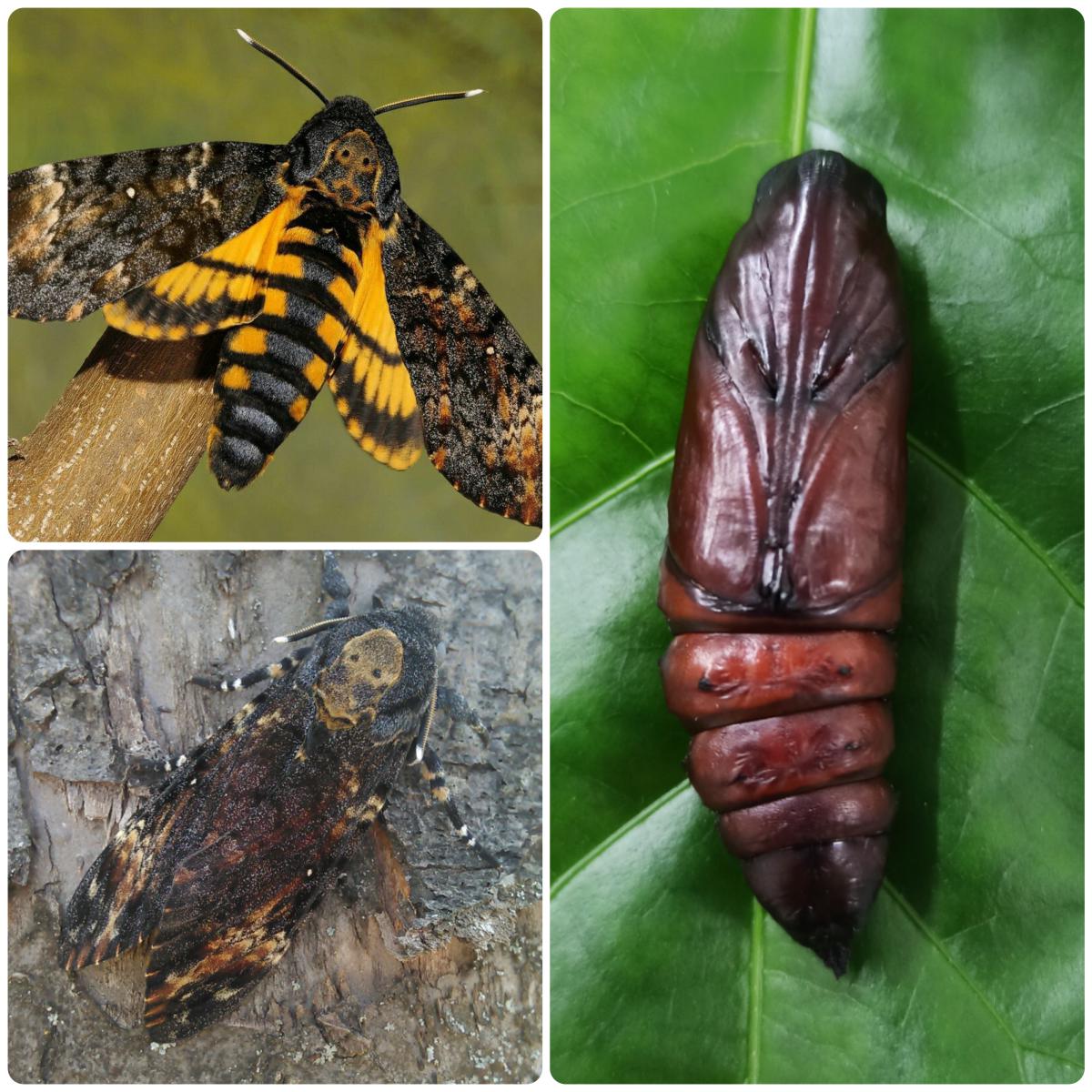 Лялечка метелика Acherontia atropos