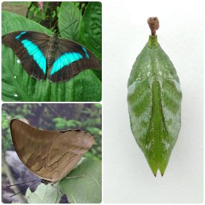 Лялечка метелика Archaeoprepona demophon