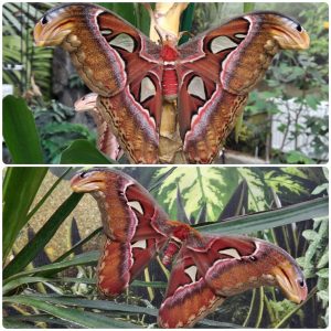 Живий тропічний метелик Attacus atlas