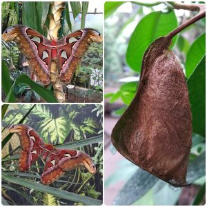 Лялечка метелика Attacus atlas