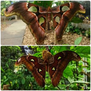 Живий тропічний метелик Attacus lorquini
