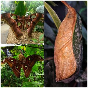 Лялечка метелика Attacus lorquini
