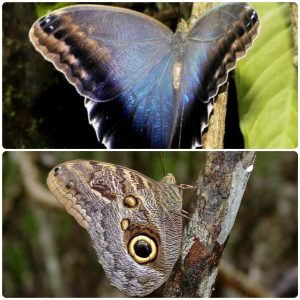 Живий тропічний метелик Caligo brasiliensis