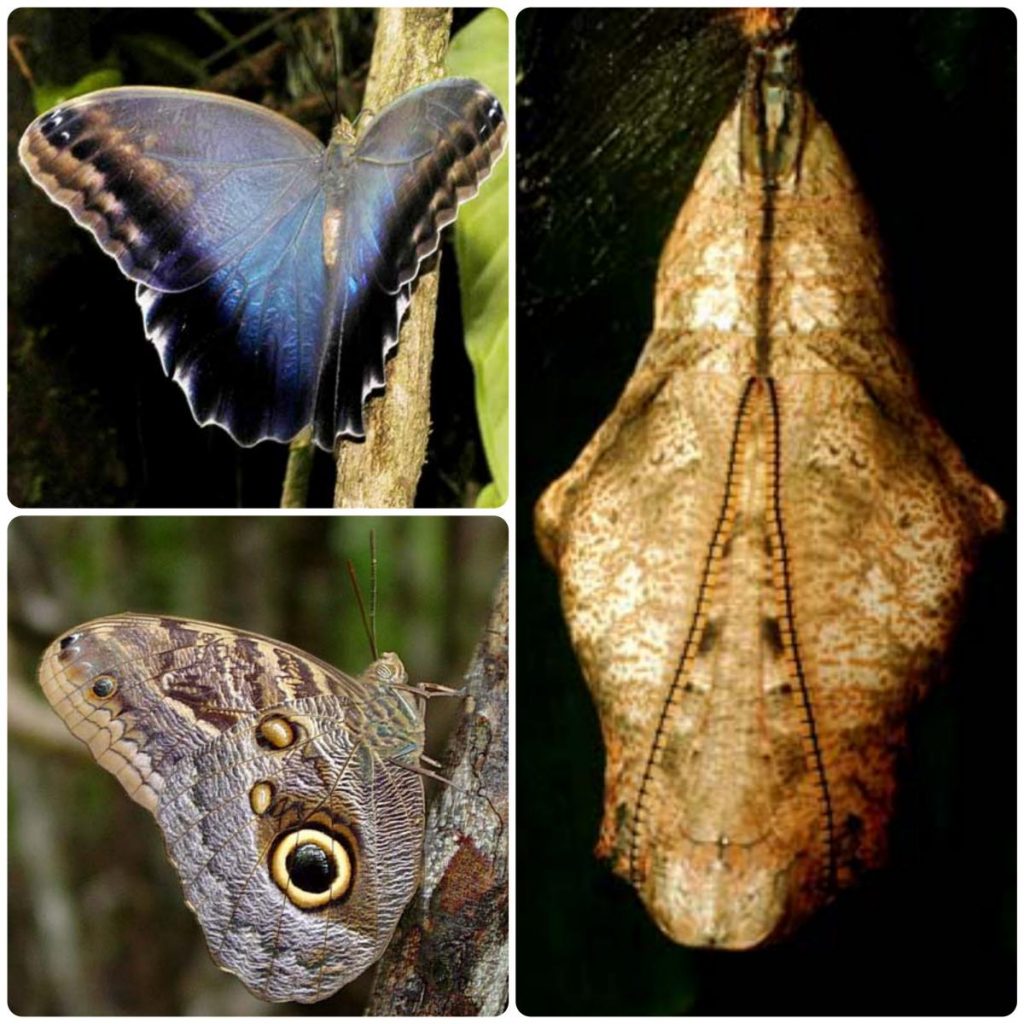 Лялечка метелика Caligo brasiliensis