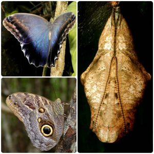Лялечка метелика Caligo brasiliensis