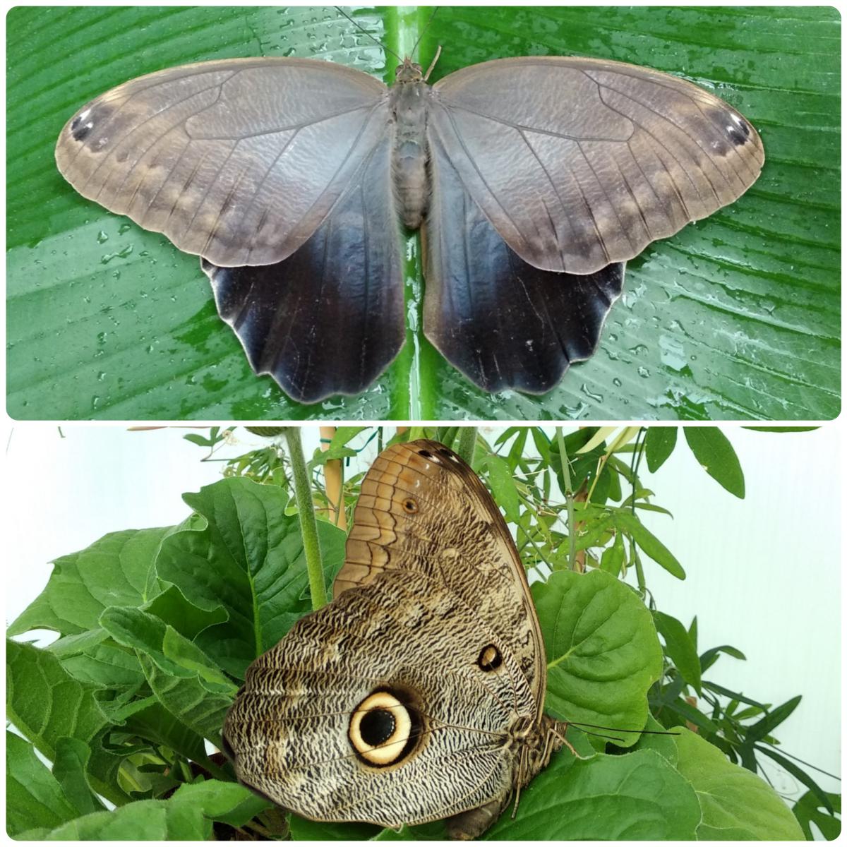 Живий тропічний метелик Caligo eurilochus