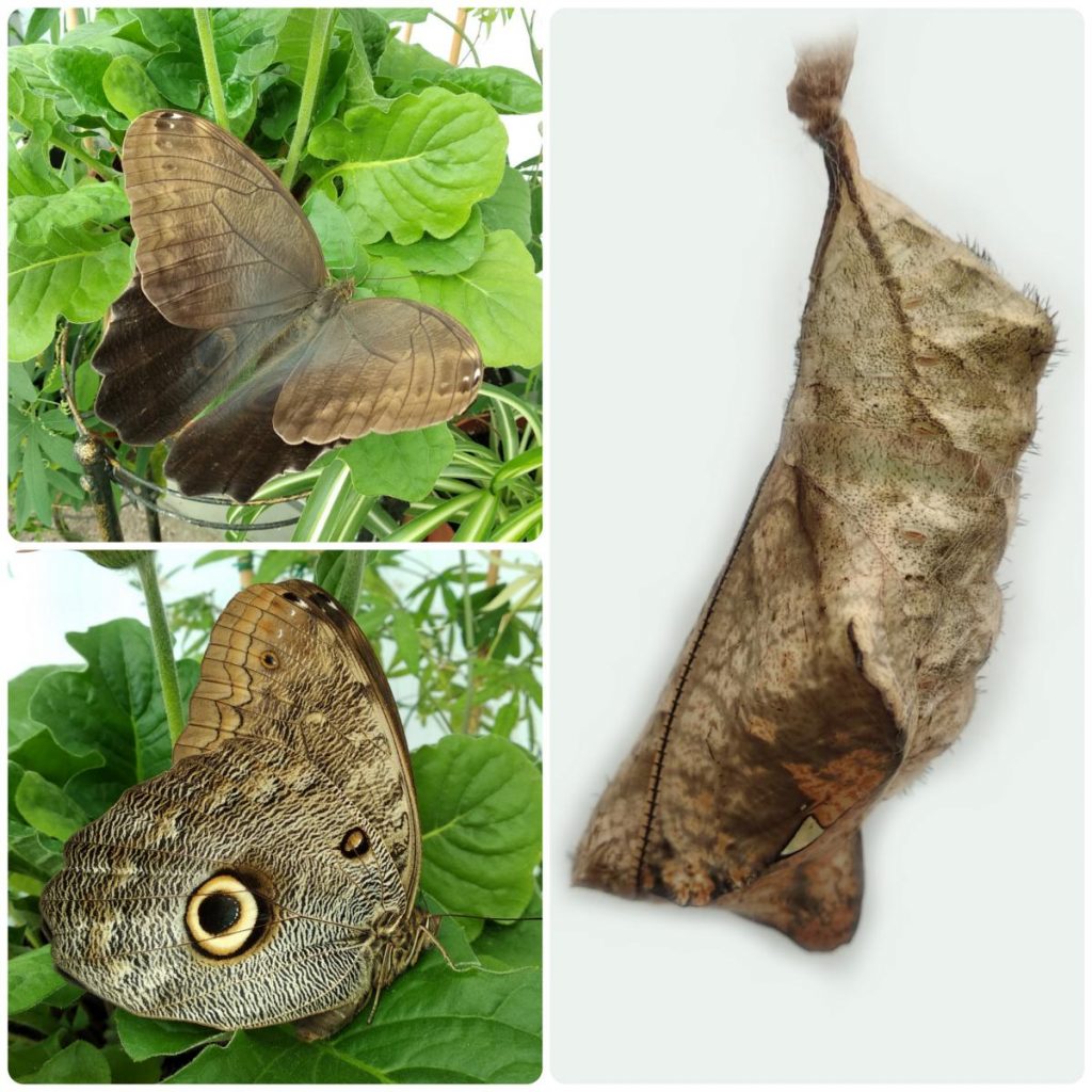 Лялечка метелика Caligo eurilochus