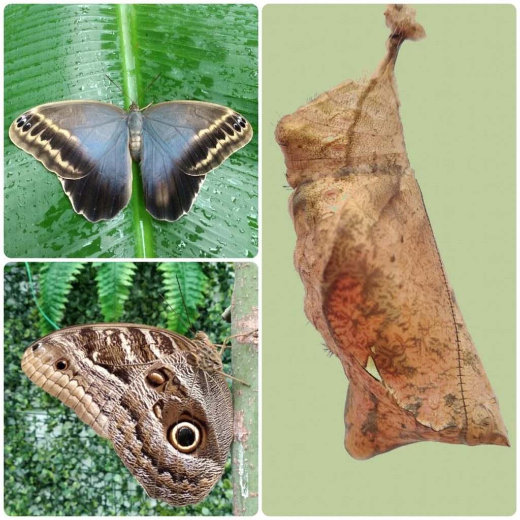 Лялечка метелика Caligo illioneus