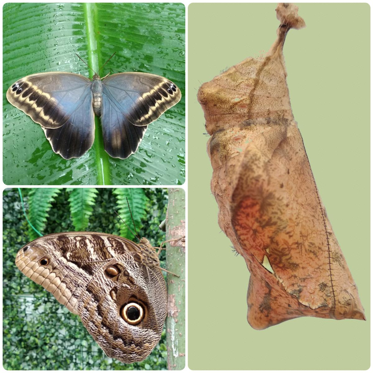 Лялечка метелика Caligo illioneus