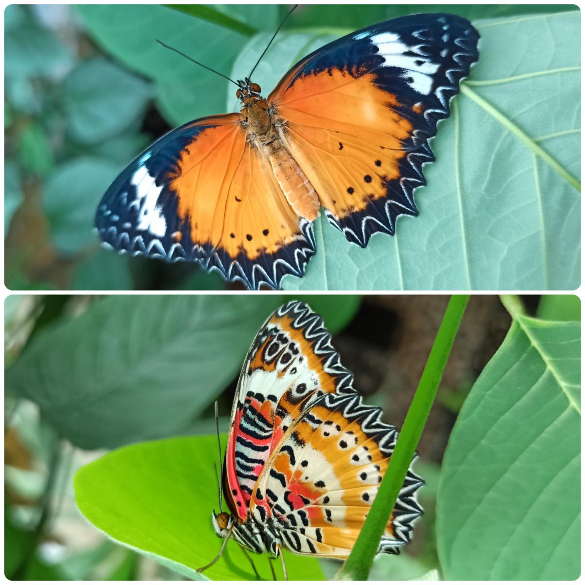 Живий тропічний метелик Cethosia cyane