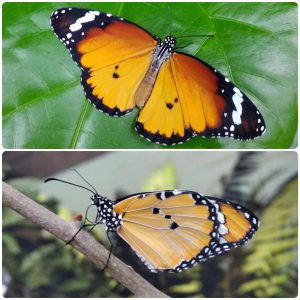 Живий тропічний метелик Danaus chrysippus