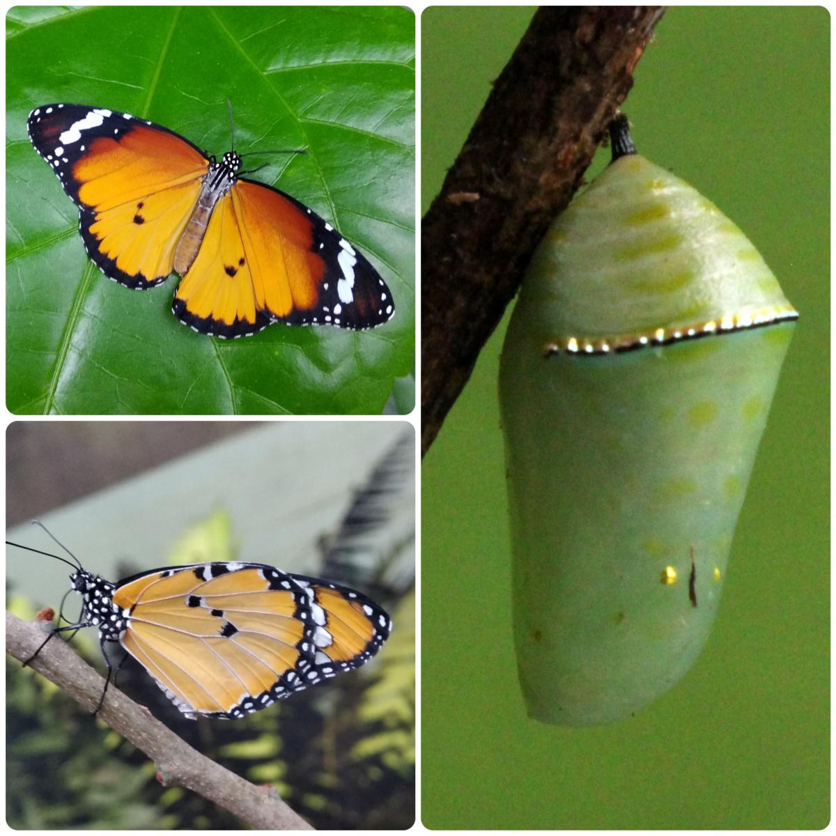 Лялечка метелика Danaus chrysippus