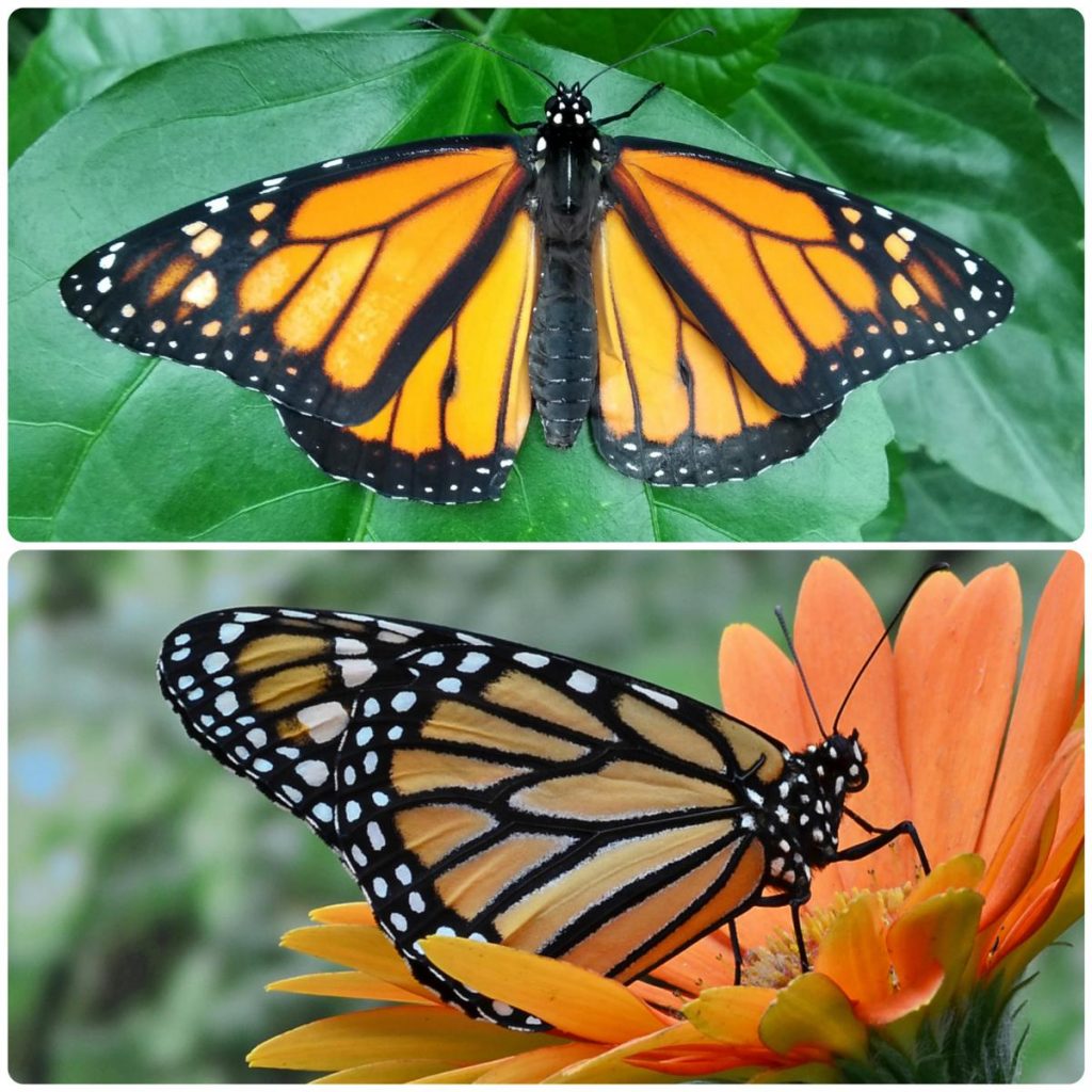 Живий тропічний метелик Danaus plexippus