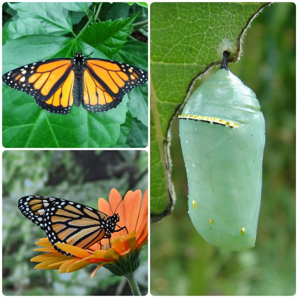 Лялечка метелика Danaus plexippus