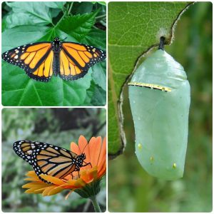 Лялечка метелика Danaus plexippus
