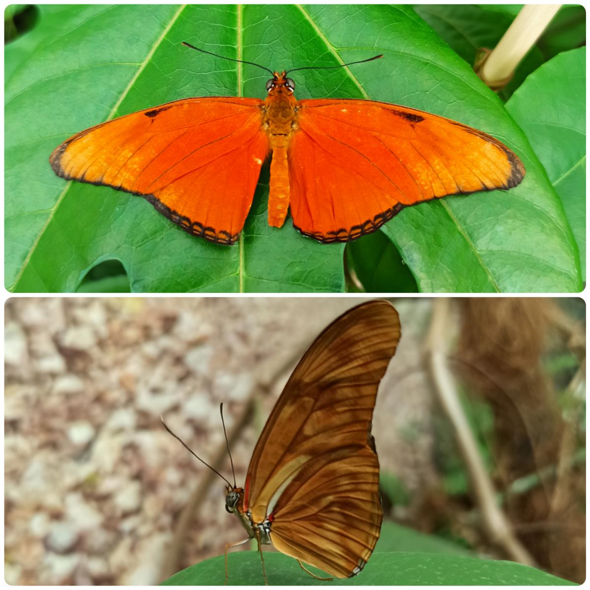 Живий тропічний метелик Dryas julia