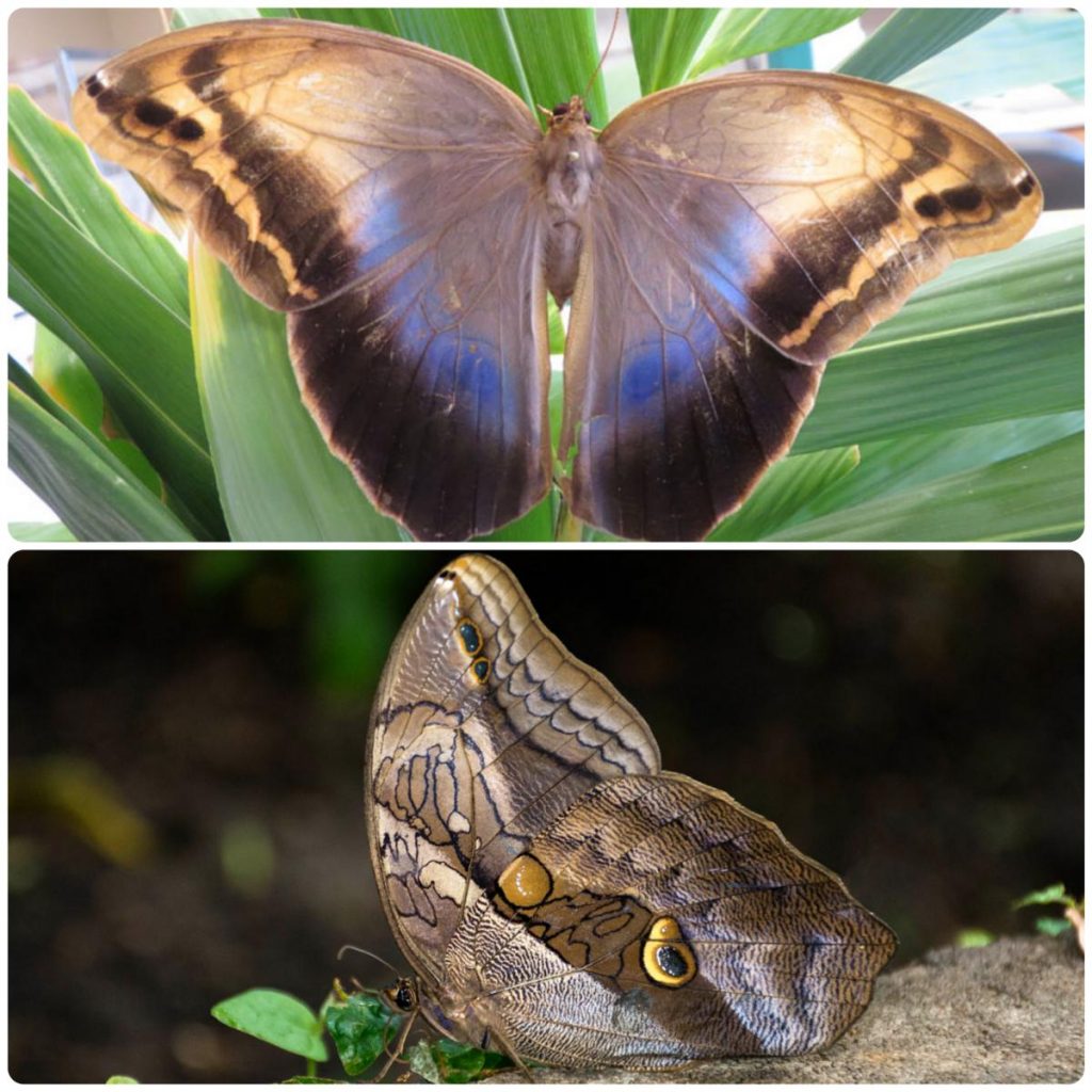 Живий тропічний метелик Eryphanis polyxena