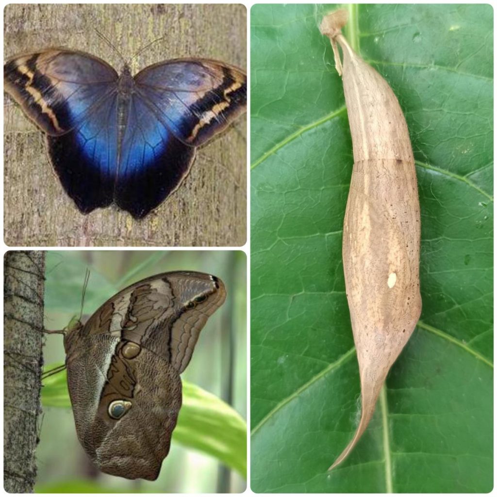 Лялечка метелика Eryphanis polyxena