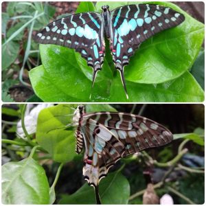 Живий тропічний метелик Graphium antheus