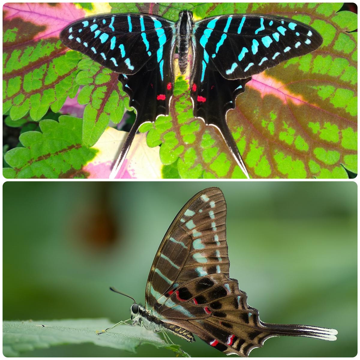 Живий тропічний метелик Graphium colonna