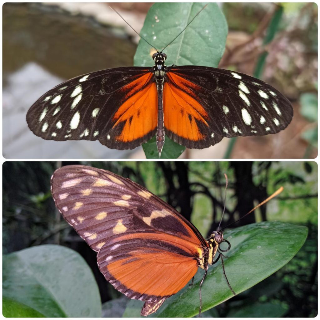 Живий тропічний метелик Heliconius hecale