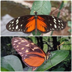 Живий тропічний метелик Heliconius hecale