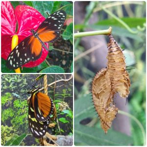 Лялечка метелика Heliconius hecale