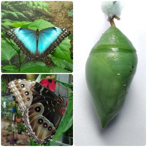 Лялечка метелика Morpho helenor ssp Carillensis