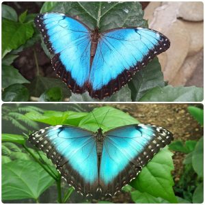 Живий тропічний метелик Morpho helenor ssp Carillensis
