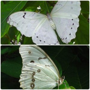 Живий тропічний метелик Morpho polyphemus