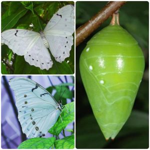 Лялечка метелика Morpho polyphemus