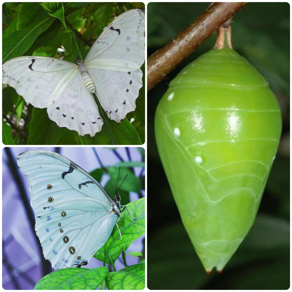 Лялечка метелика Morpho polyphemus