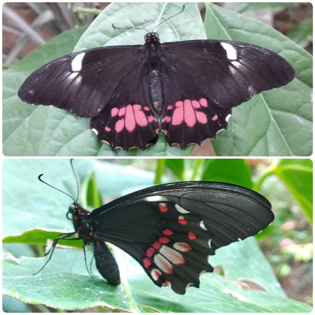Живий тропічний метелик Papilio anchisiades