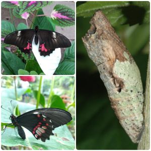 Лялечка метелика Papilio anchisiades