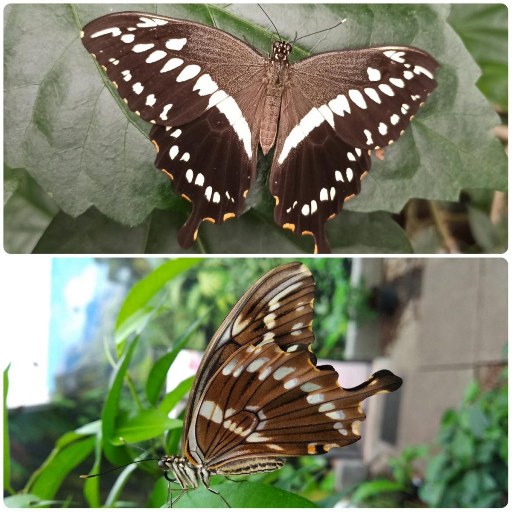 Живий тропічний метелик Papilio constantinus