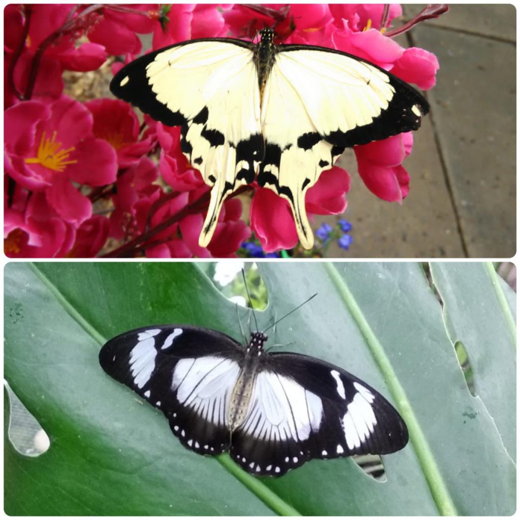 Живий тропічний метелик Papilio dardanus