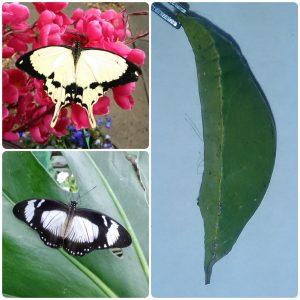 Лялечка метелика Papilio dardanus