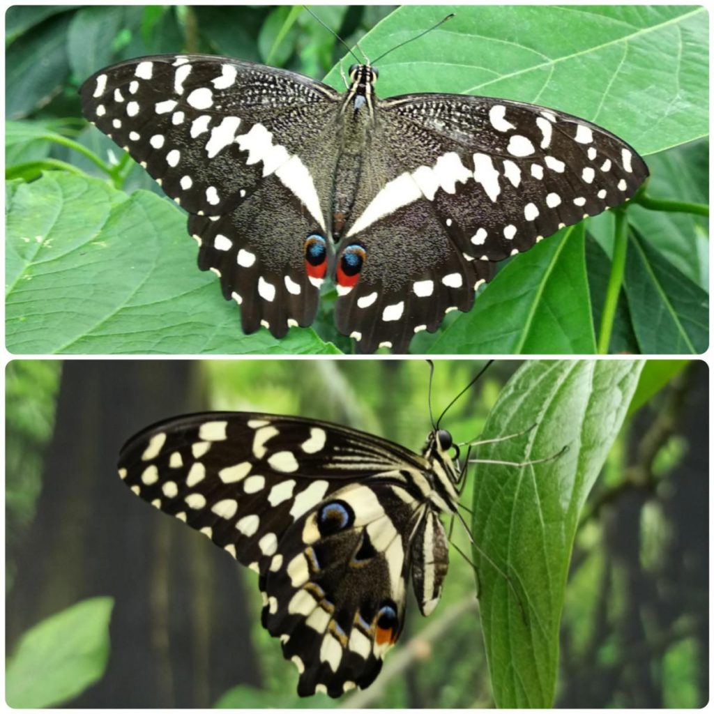Живий тропічний метелик Papilio demodocus