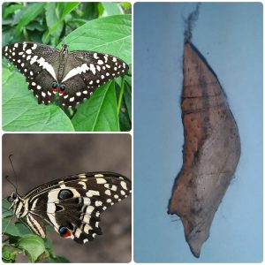 Лялечка метелика Papilio demodocus