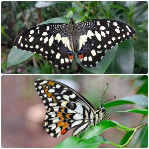 Живий тропічний метелик Papilio demoleus