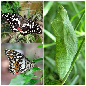 Лялечка метелика Papilio demoleus