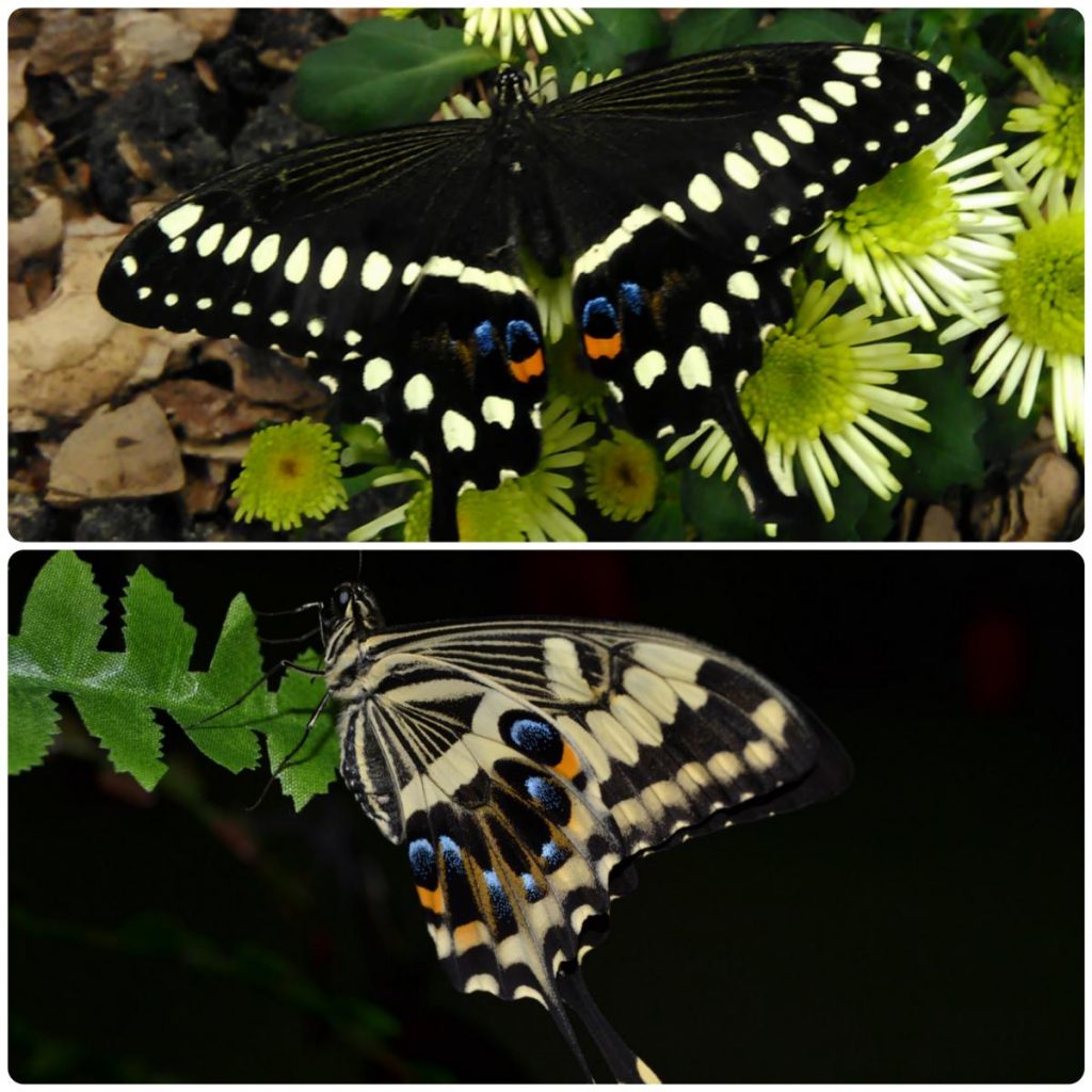 Живий тропічний метелик Papilio lormieri