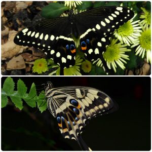 Живий тропічний метелик Papilio lormieri