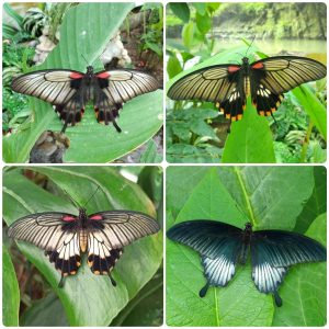 Живий тропічний метелик Papilio lowi
