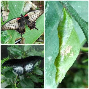 Лялечка метелика Papilio lowi
