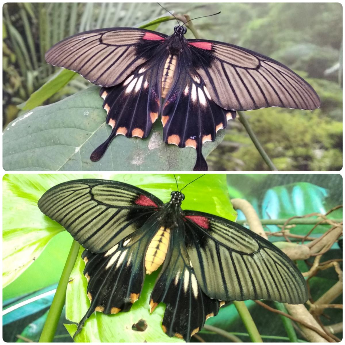 Живий тропічний метелик Papilio lowi - Зображення 3
