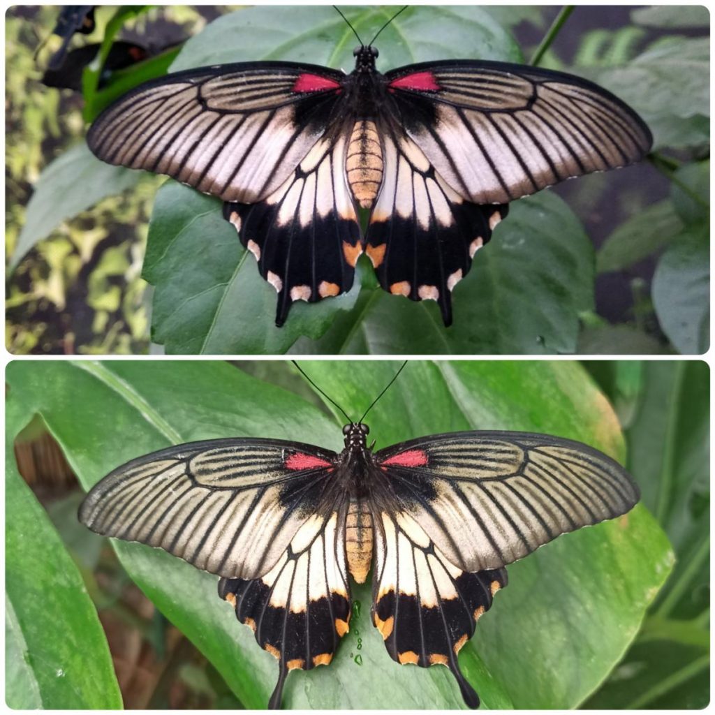 Живий тропічний метелик Papilio lowi