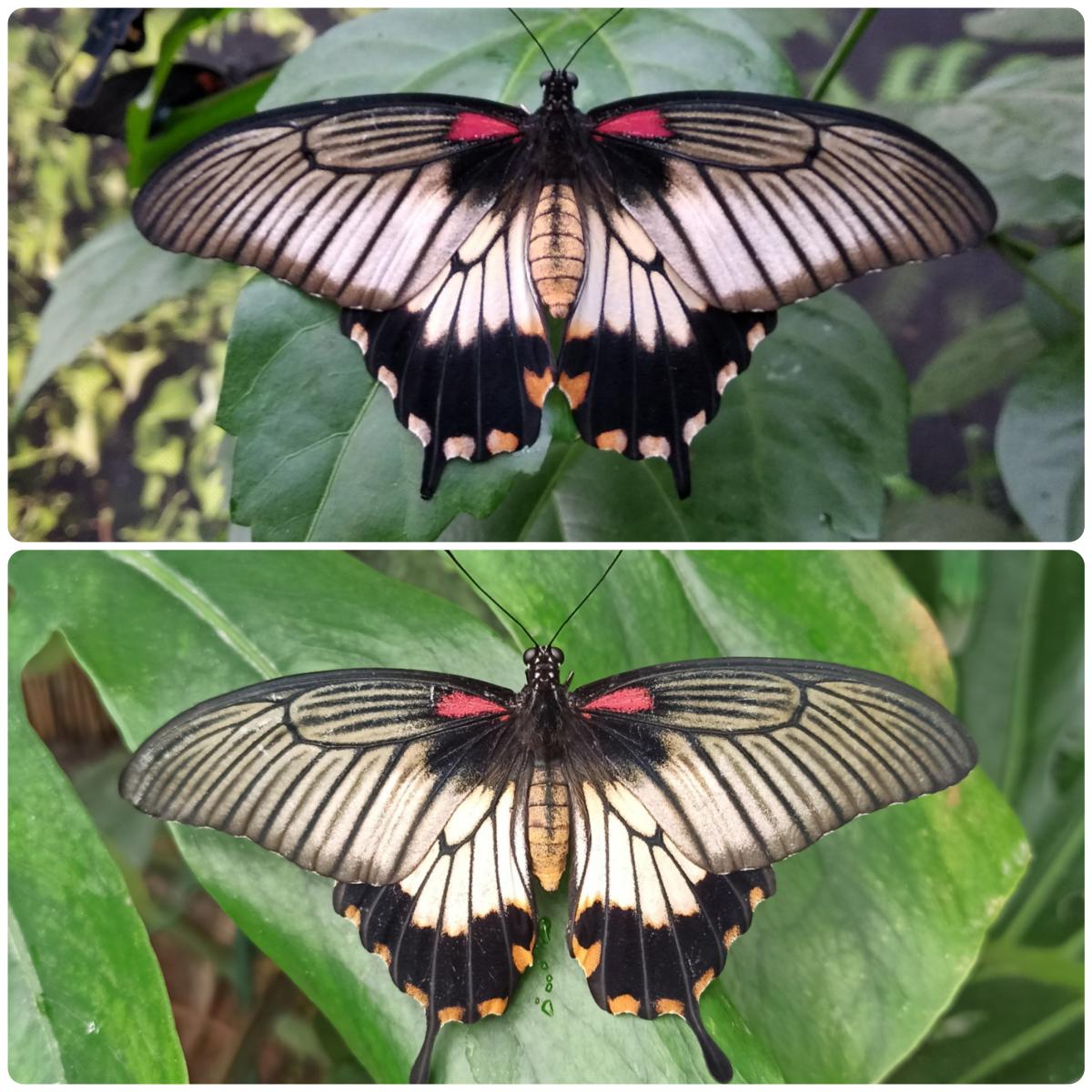 Живий тропічний метелик Papilio lowi - Зображення 4